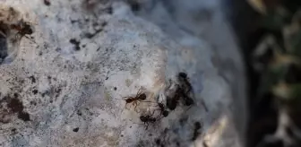 Çığlıkara Ormanları, Kırmızı Orman Karıncaları ile Korunuyor