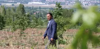 Güneş Enerjisiyle Sürdürülebilir Tarım Modeli: Erzincan'da Örnek Çalışma