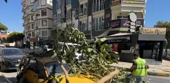 Ağaç Dalı Otomobilin Üzerine Düştü