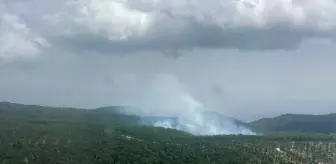Aydın'da Orman Yangını Kontrol Altına Alındı