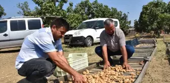 Aydın'da Sezonun İlk Kuru İnciri 400 Liradan Satın Alındı