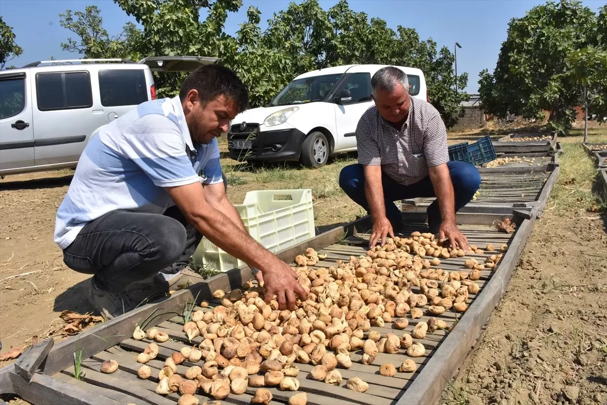 Aydın'da Sezonun İlk Kuru İnciri 400 Liradan Satın Alındı