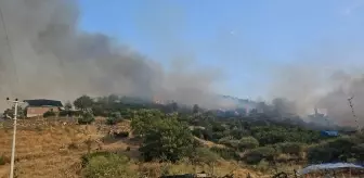 Aydın'da Tarım Alanında Yangın: 50 Dönüm Zarar Gördü