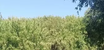 Aydın'da Traktörle Mahsur Kalan Kişi Kurtarıldı
