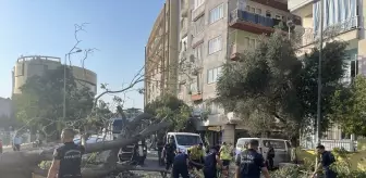 Aydın'da Devrilen Ağaç, İki Araçta Hasara Neden Oldu