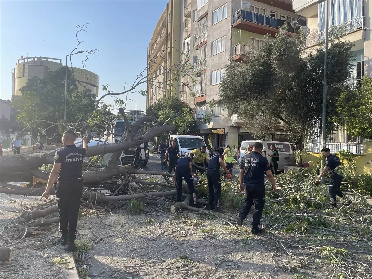 Aydın'da Devrilen Ağaç, İki Araçta Hasara Neden Oldu