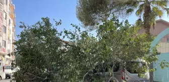 Dut Ağacının Devrilmesi Trafiği Olumsuz Etkiledi