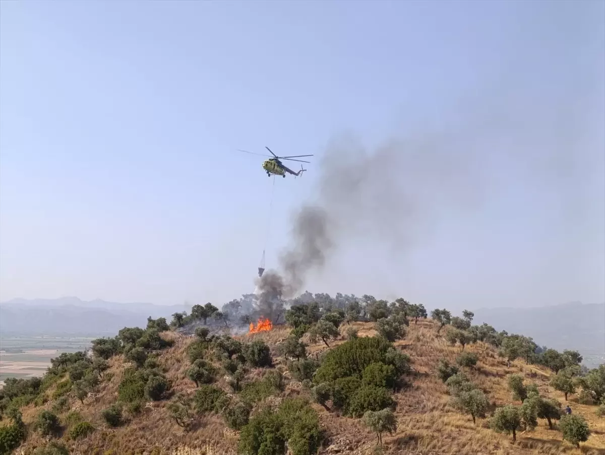 Aydın'da Zeytinlik Alanda Yangın: 30 Dekar Zarar Gördü
