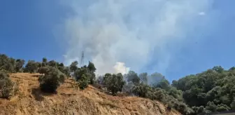 Aydın'da Zeytinlikteki Yangın Kontrol Altına Alındı