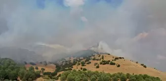 Aydın'da Tarım Alanında Yangın Çıktı