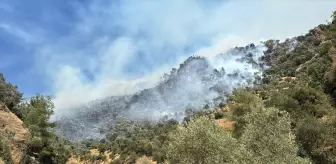Aydın'da Ziraat Alanında Başlayan Yangın Ormana Sıçradı