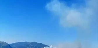 Aydın'da Çam ve Zeytinlik Alanlarda Yangın Çıktı