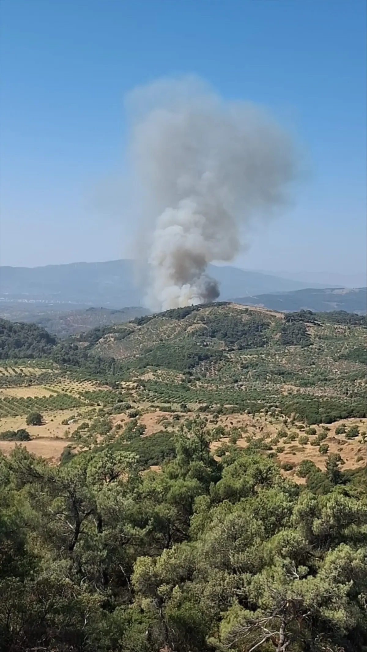 Aydın'da Orman Yangınına Müdahele Başladı