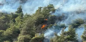 Aydın'da Ormanlık Alanda Yangın Çıktı