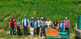 Gönüllü Gençler Domates Hasadında Tarım İşçilerine Destek Verdi