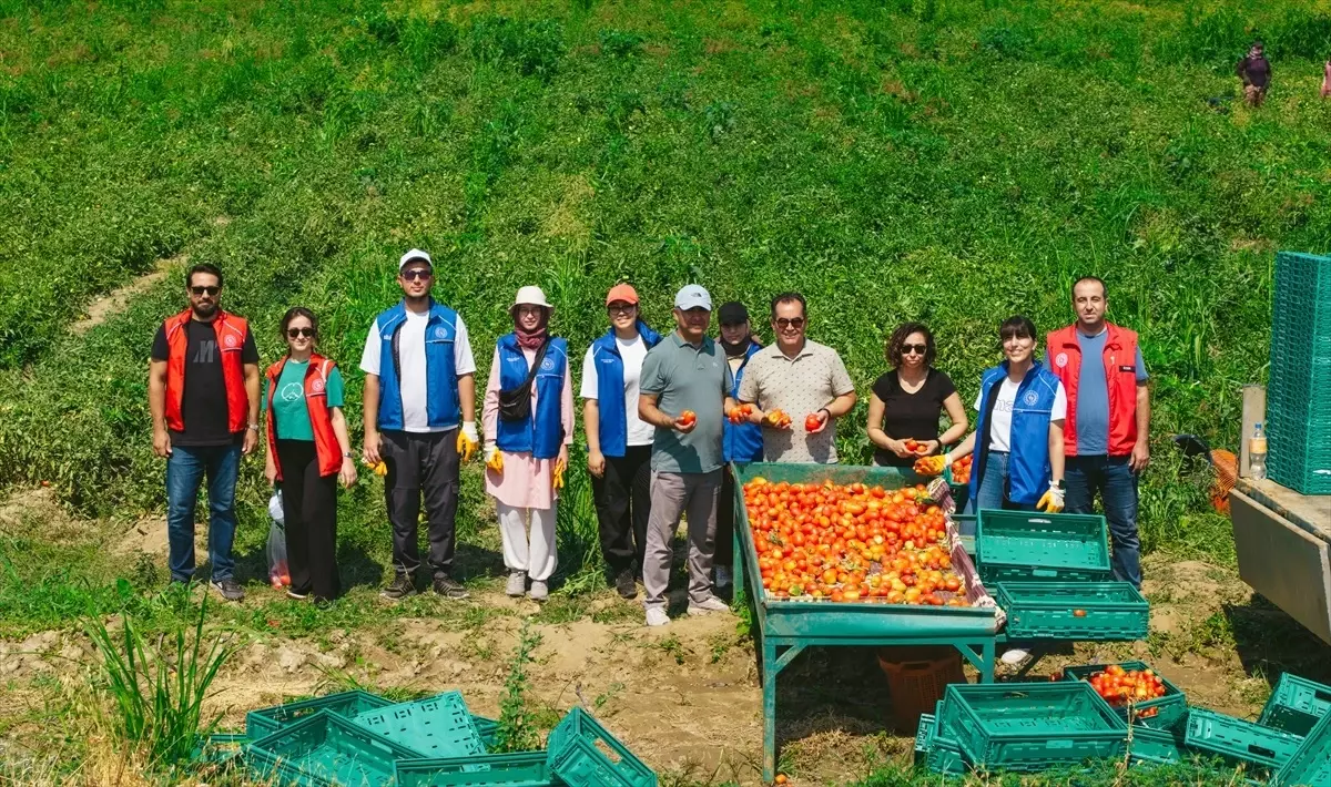 Gönüllü Gençler Domates Hasadında Tarım İşçilerine Destek Verdi