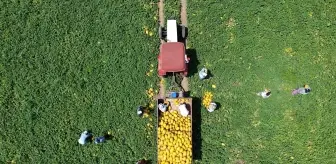 Bafra'da Kavun Hasadı Devam Ediyor
