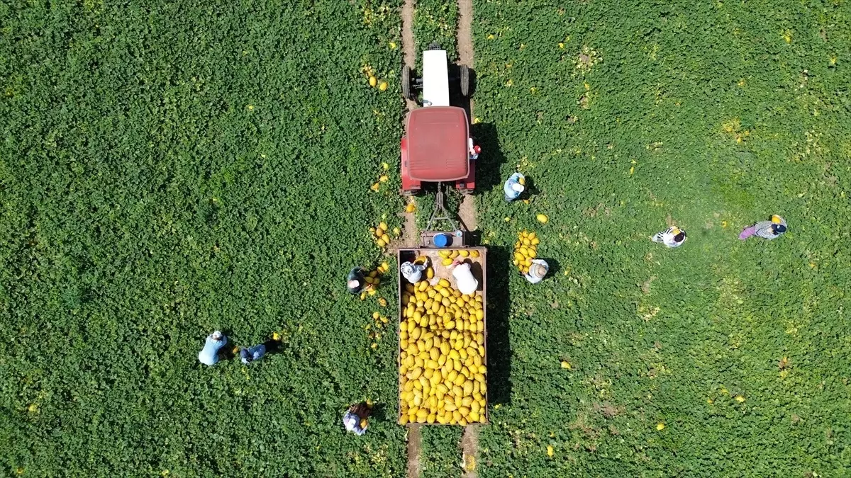 Bafra'da Kavun Hasadı Devam Ediyor