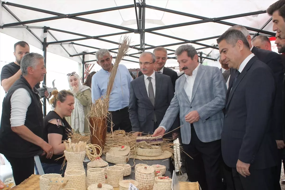 Bafra Ovası'nda Çeltik Ekimi Başladı, Geleneksel Etkinlik Gerçekleşti