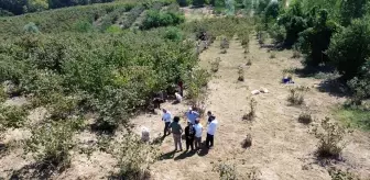 Bafra'da Fındık Hasadı Devam Ediyor