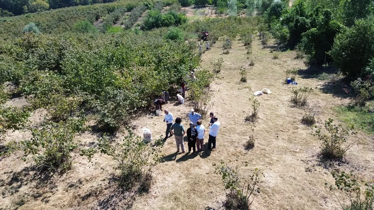 Bafra'da Fındık Hasadı Devam Ediyor