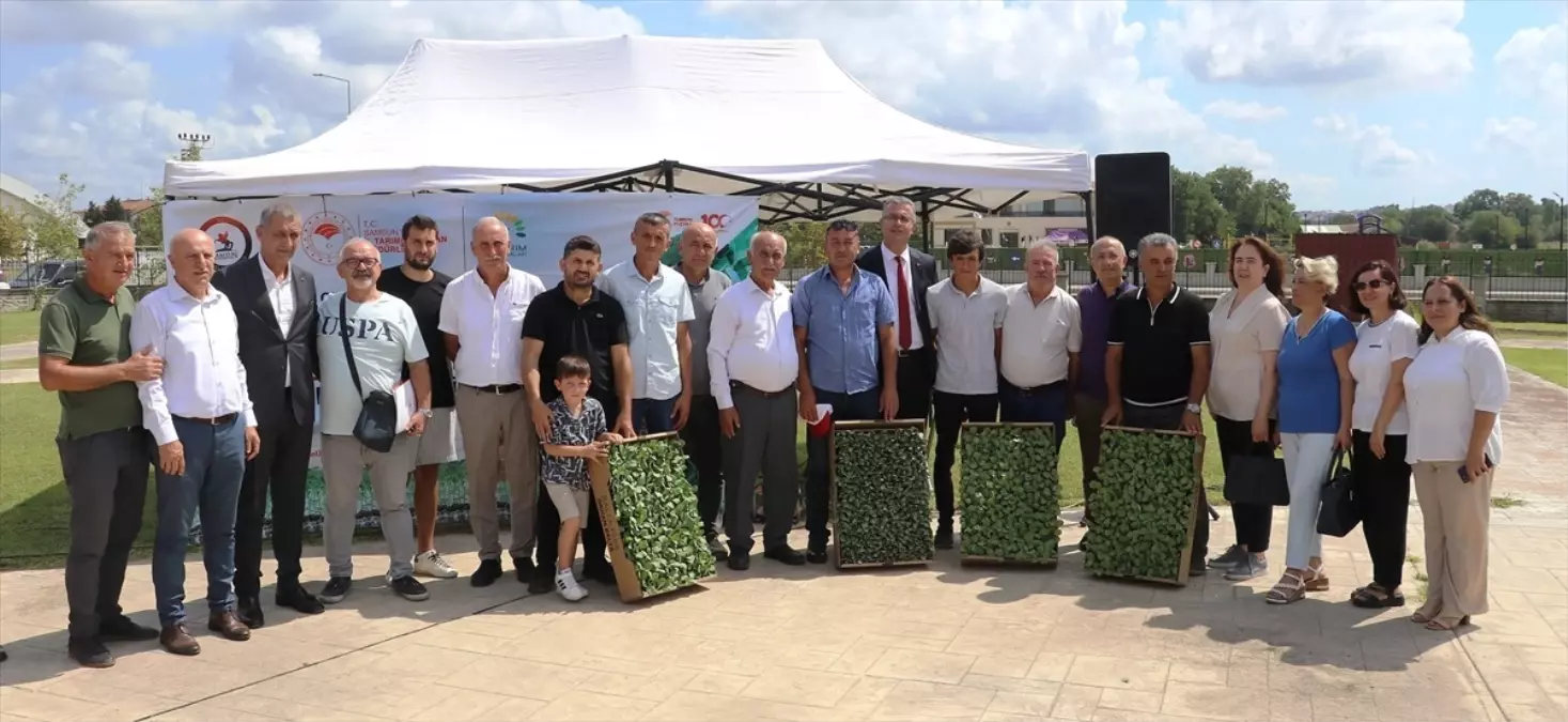 Samsun'da İhracata Uygun Sebze Fidesi Dağıtıldı