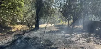 Edremit'te Çıkan Örtü Yangını Kontrol Altına Alındı
