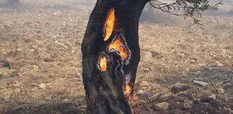 Balıkesir'de çöplük alanda çıkan yangın zeytin bahçelerine sıçradı