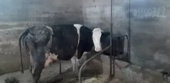 Balıkesir'de Bir İnek 5 Buzağı Dünyaya Getirdi