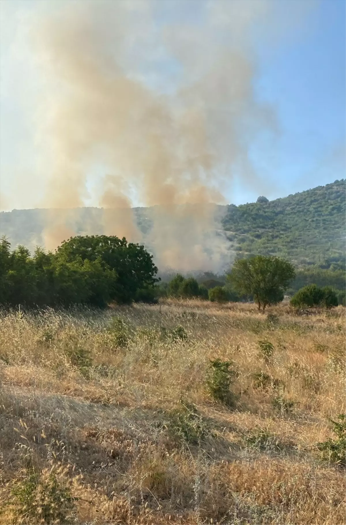 Balıkesir Sındırgı'da Tarım Arazisinde Yangın