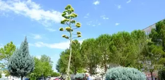 Balıkesir Üniversitesi'nde 20 Yıl Sonra Çiçek Açan Agave Bitkisi