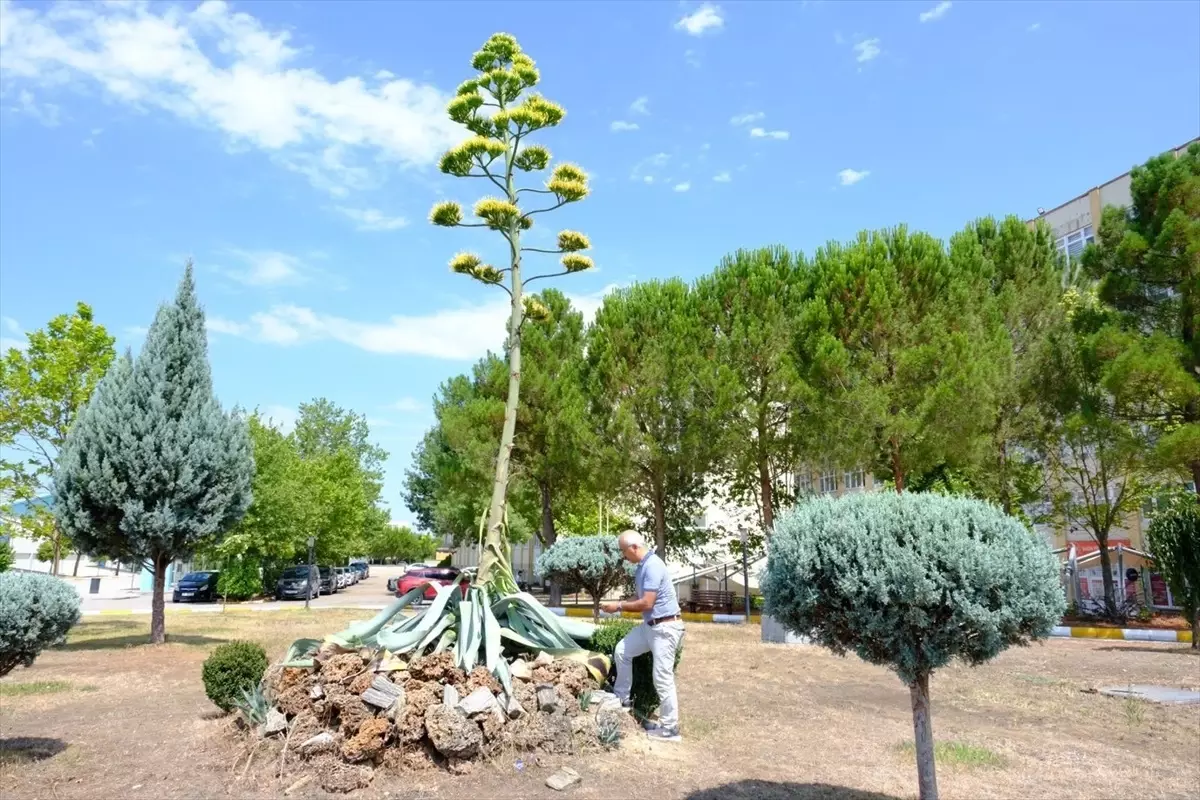 Balıkesir Üniversitesi'nde 20 Yıl Sonra Çiçek Açan Agave Bitkisi