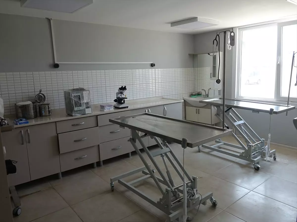 Balıkesir'de Sahipsiz Hayvan Rehabilitasyon Merkezi Yenilendi