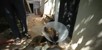 Depremde Yaralanan 'Ateş' Adlı Köpek Tedavi Altına Alındı