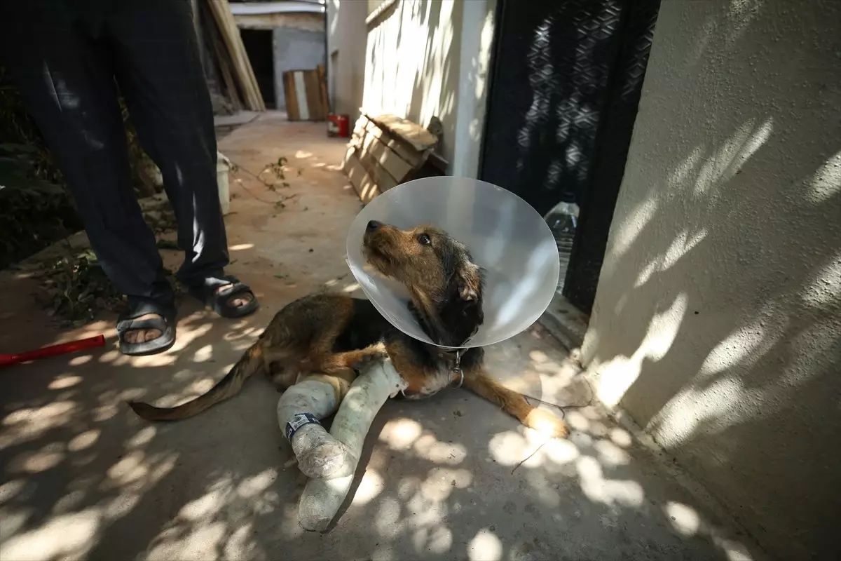 Depremde Yaralanan 'Ateş' Adlı Köpek Tedavi Altına Alındı