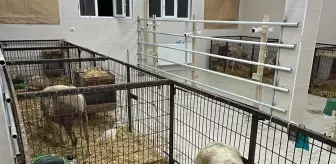 Balıkesir Üniversitesi'nde Koyunlarda Sezaryen Operasyonları Uygulanıyor