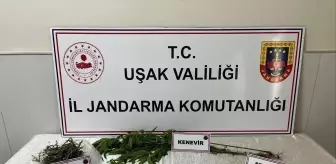 Uşak'ta Uyuşturucu Operasyonu: 1 Gözaltı