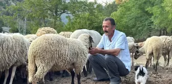 Dron sayesinde koyun sürüsü kurtarıldı