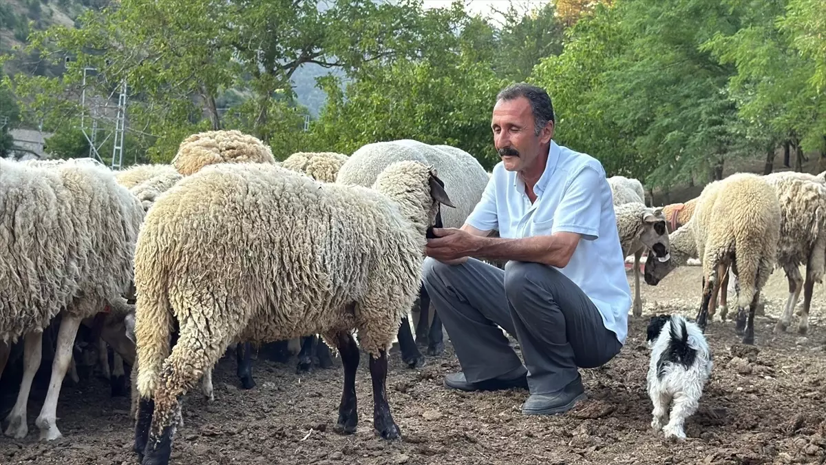 Dron sayesinde koyun sürüsü kurtarıldı