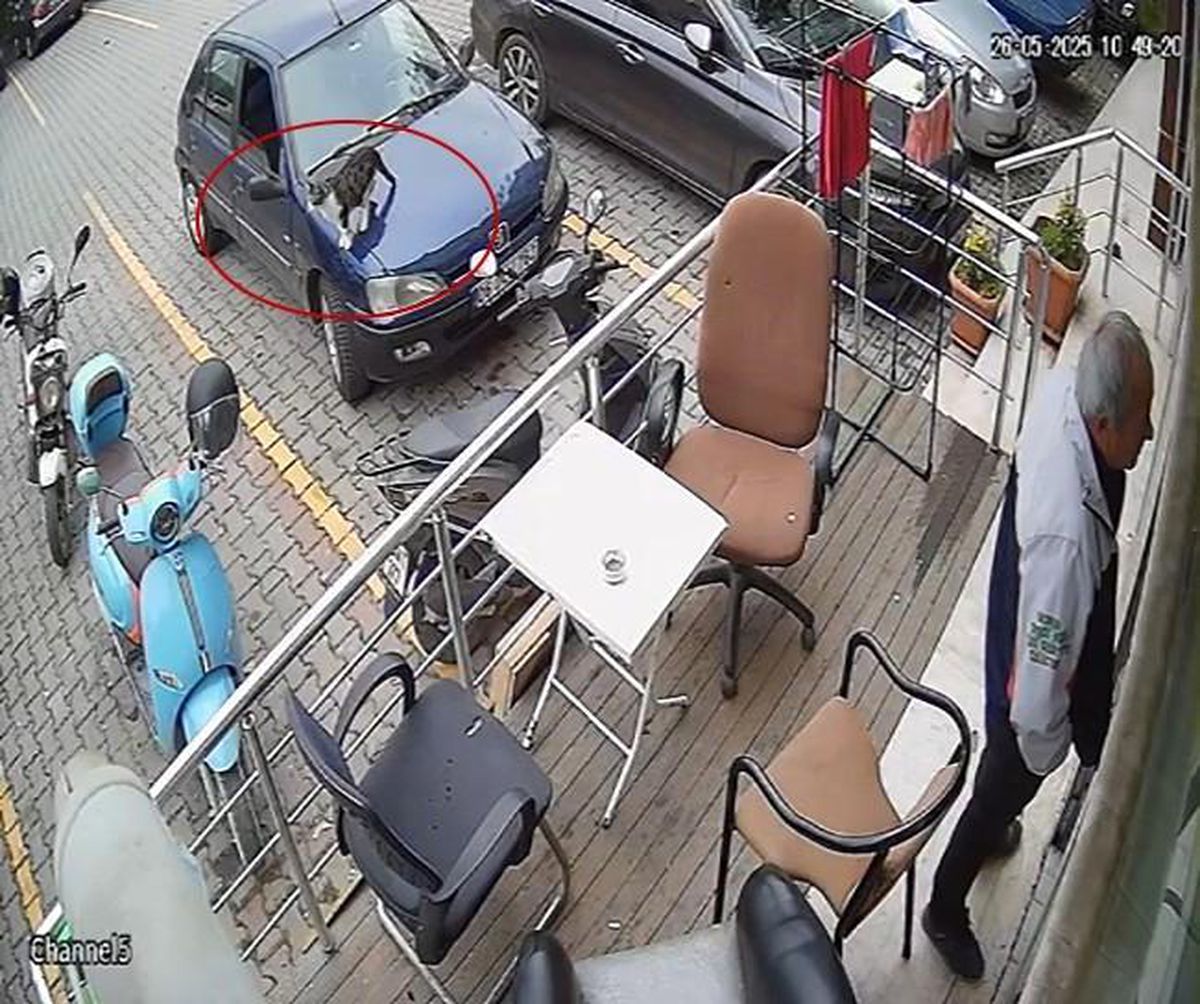 Bartın'da Kedi Motosikleti Devirdi