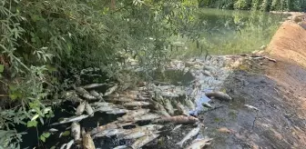 Bartın'da Toplu Balık Ölümleri Üzerine İnceleme Başlatıldı
