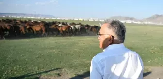 Kayseri'deki Hürmetçi Sazlığı, Ekoturizm İçin Önemli Bir Merkez Olacak