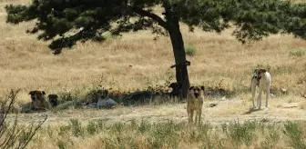 Başkentte bir genç sahipsiz köpeklerin saldırısına uğradı