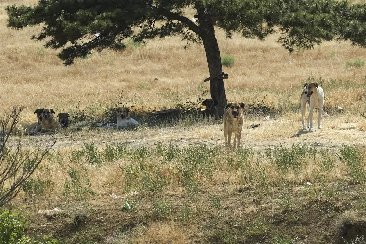 Başkentte bir genç sahipsiz köpeklerin saldırısına uğradı