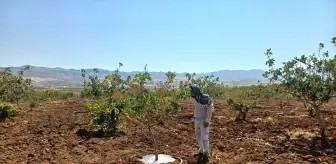Batman'da Fıstık Üreticileri Sulama Çalışmalarına Başladı