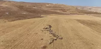 Batman'da Hasat Sonrası Saplar Hayvanlar İçin Besin Kaynağı