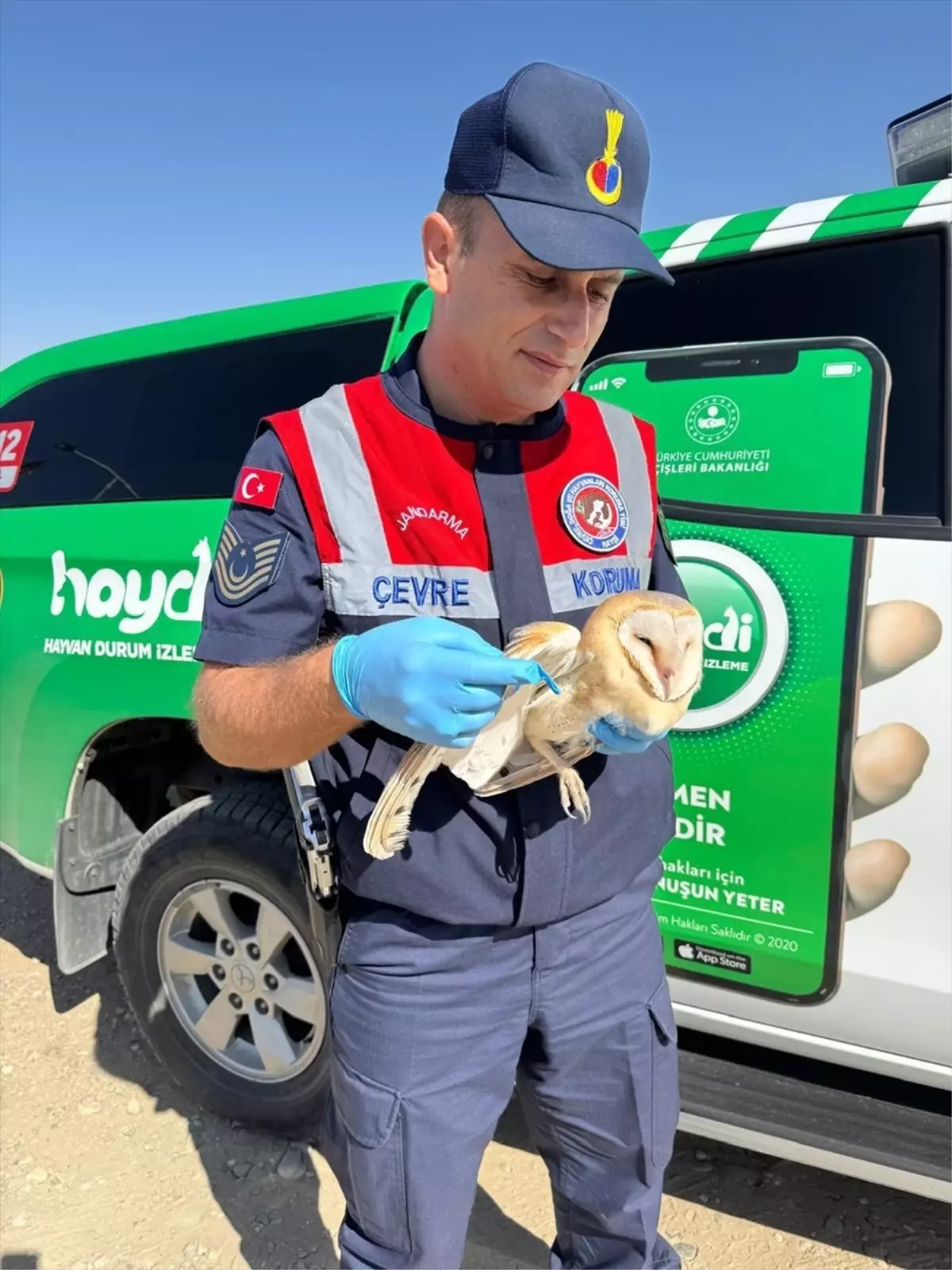 Batman'da Yaralı Peçeli Baykuş Tedavi Altına Alındı