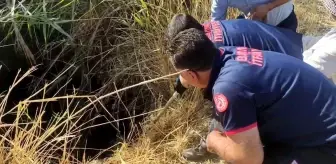 Batman'da Su Kuyusuna Düşen Keçi İtfaiye Ekiplerince Kurtarıldı