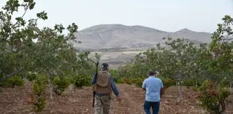 Batman'da Çiftçiler Yaban Domuzlarına Karşı Nöbet Tutuyor