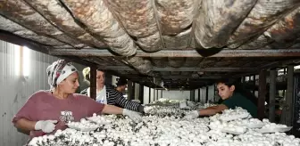 Batmanlı Girişimci, Devlet Desteği ile 600 Ton Kültür Mantarı Üretiyor
